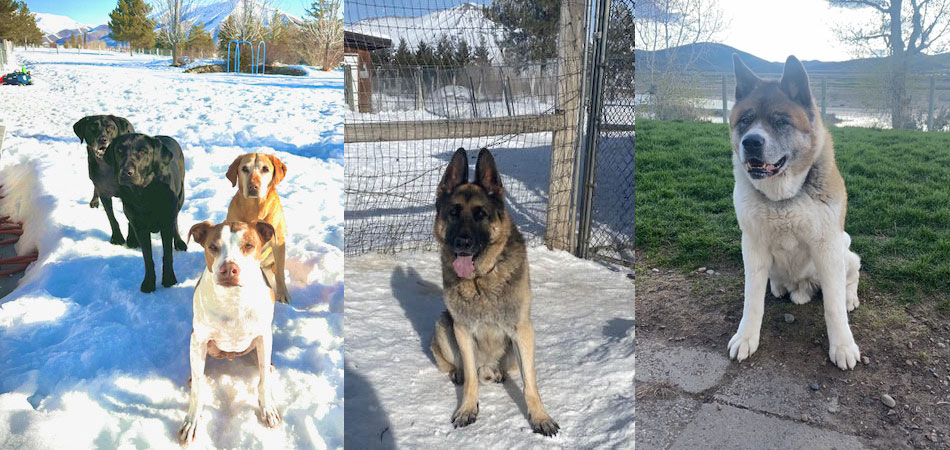 dog-collage-1