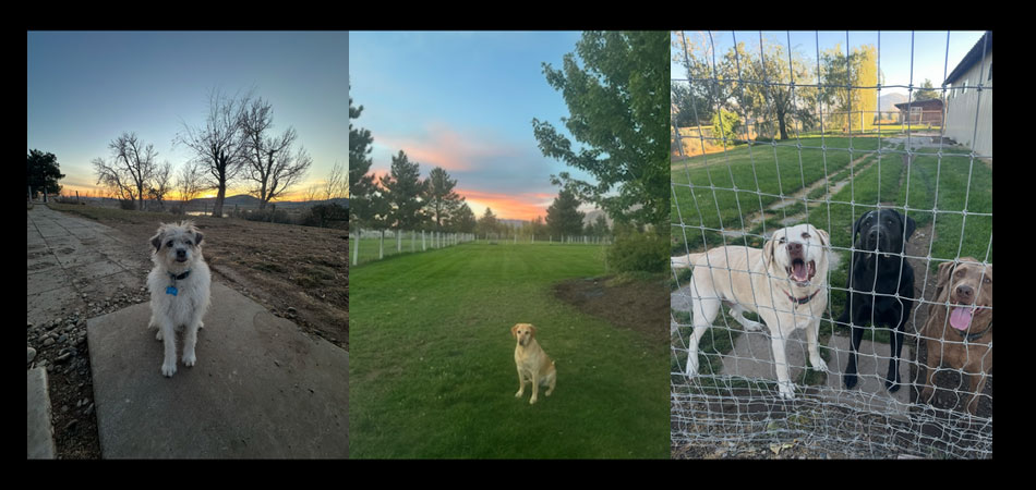 dog-collage-2